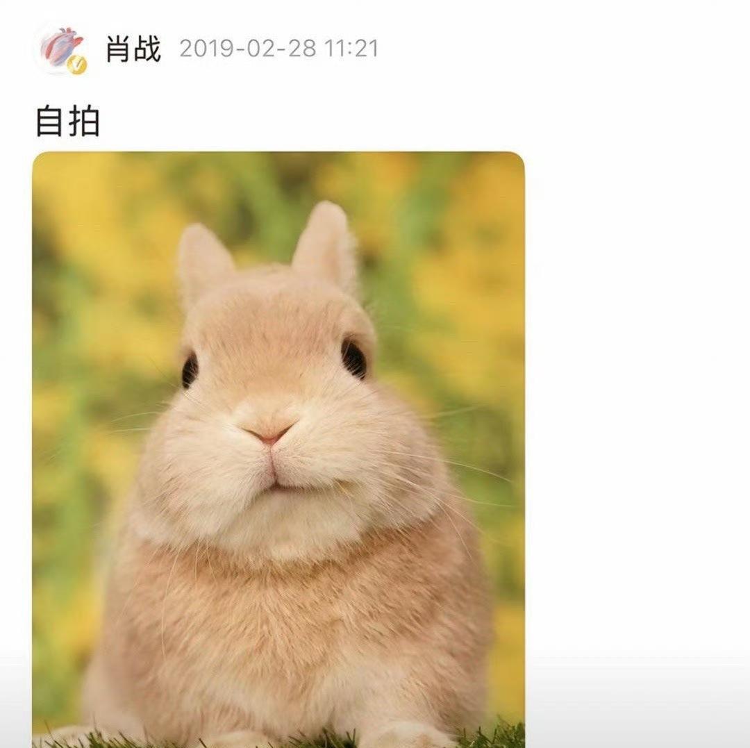 笑死，前几天我发了肖战捧脸照，夸他可爱有少年气，下面有不怀好意地评论说他一把年纪