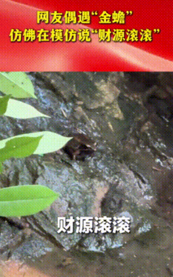 真·招财金蟾现世！少女河道惊遇24K活体聚宝盆