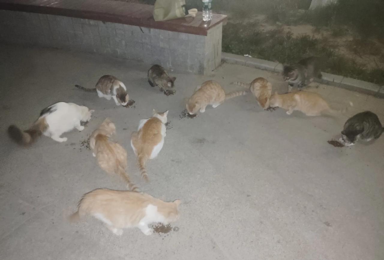 小区偶遇投喂猫猫的大姐
声音温柔，带着猫粮，带着水
唤着每一只小猫
居然都有名字