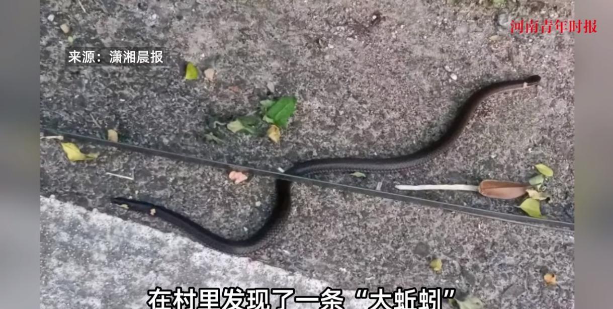 “离了个大谱！”近日，浙江金华，一村民在上山时，意外发现了一条长近半米的黑色蛇类