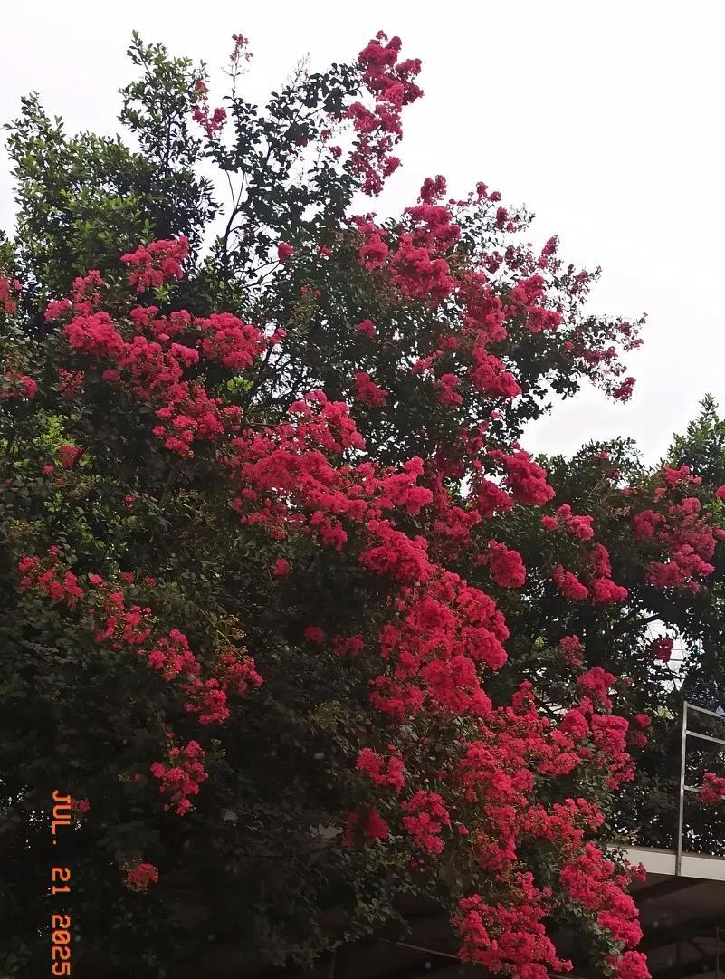 上联:紫薇艳丽花锦簇
下联:？
