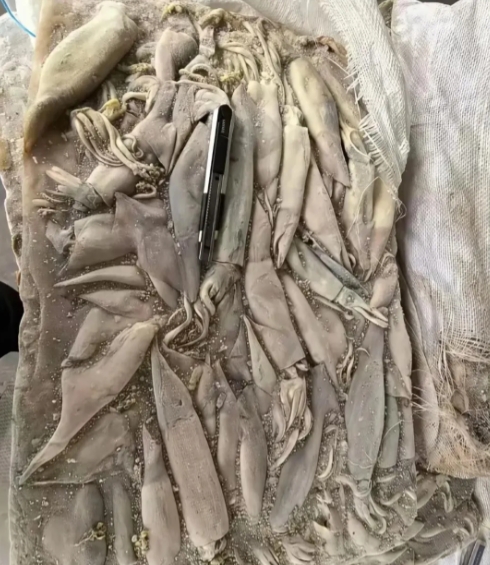 好消息25年的鱿鱼，坏消息1825年的。
