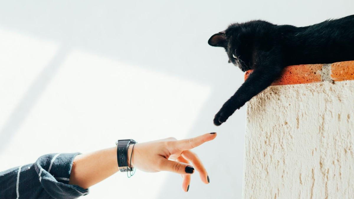 国产猫粮哪种比较好价格便宜？盘点2026年全新猫粮排行榜最好的品牌