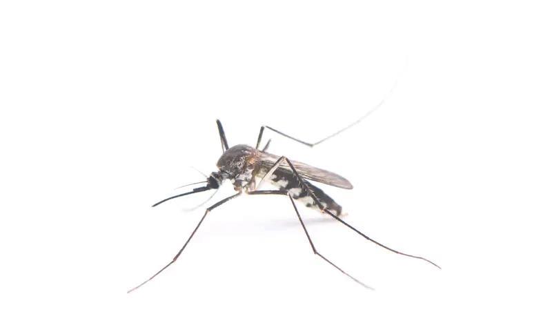 基孔肯雅热名字的由来:
“基孔肯雅”来自坦桑尼亚南部土语“chikungunya
