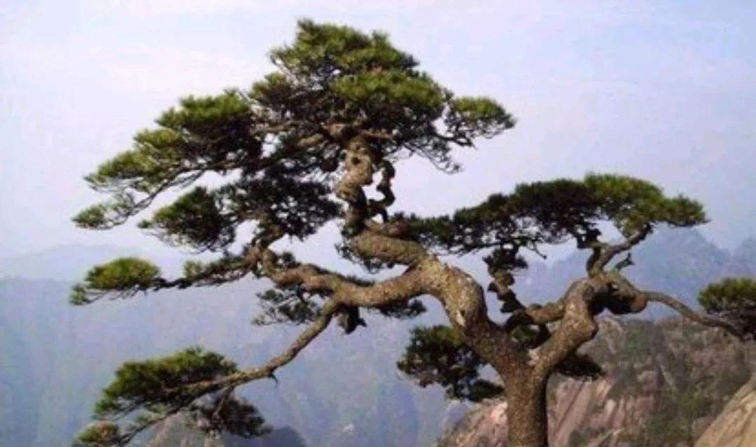 七绝：黄山看松
两鬓斑斑一老翁，
青山踏破夕阳红。
浮云过眼寻常事，
只爱悬崖百