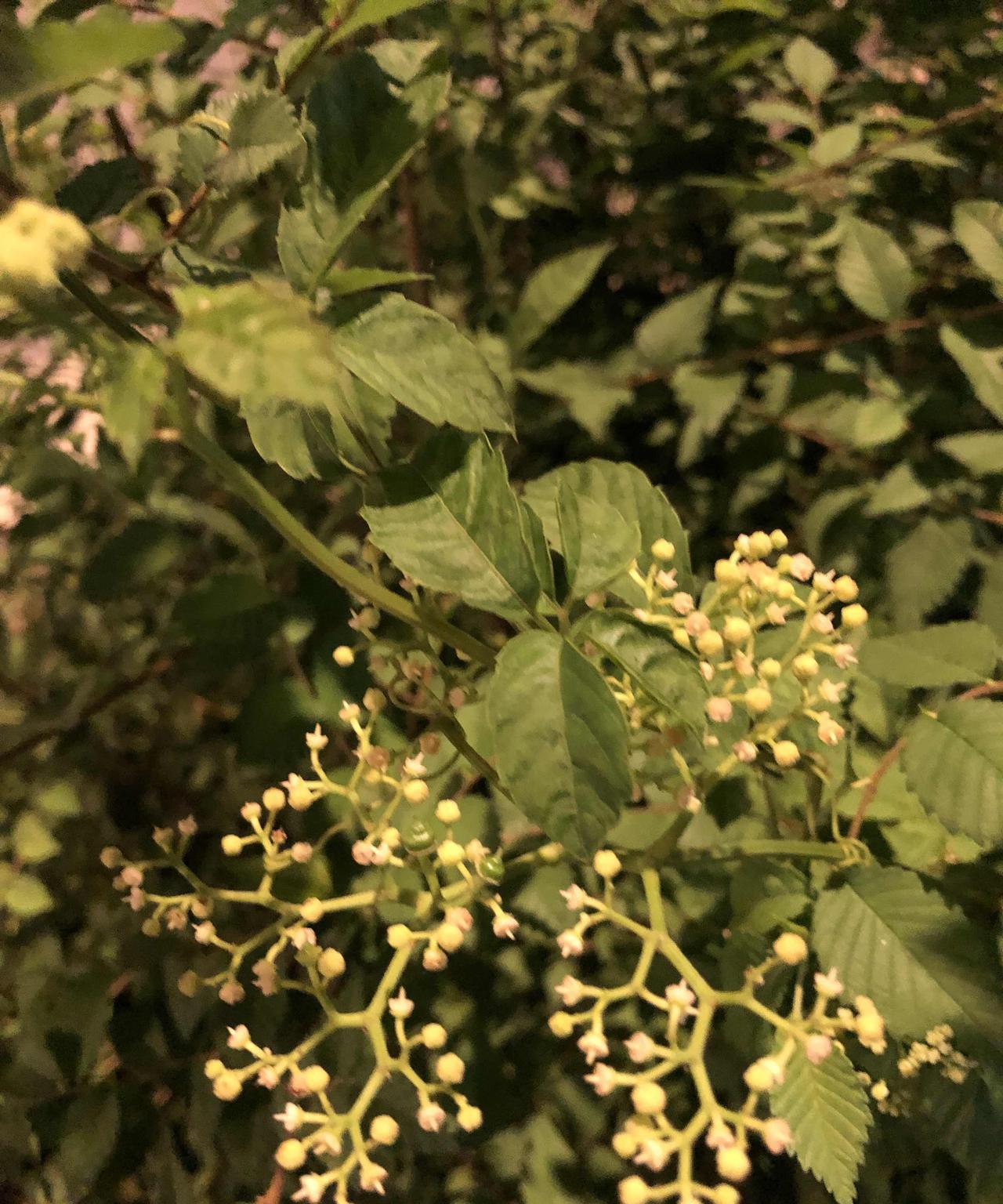 这种9月开花的乔木，卵形锯齿叶面，可以长很高，有谁知道上海街头这种植物的名字么？