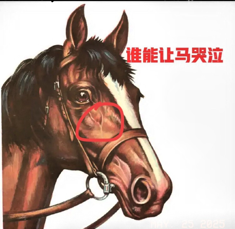 印度男对马干坏事





---





有个印度男人，做出了一件让所有人都