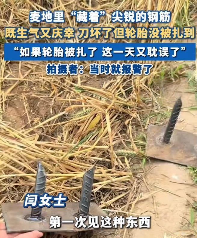 “真是缺德坏透了！”近日，河北临漳，女子开收割机收麦，割到地中间时发现麦地里藏着
