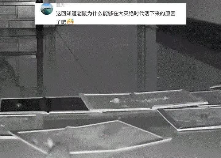 要成精了！重庆，一男子发现家中有老鼠，男子从监控中观察许久后，便在老鼠必经之路上
