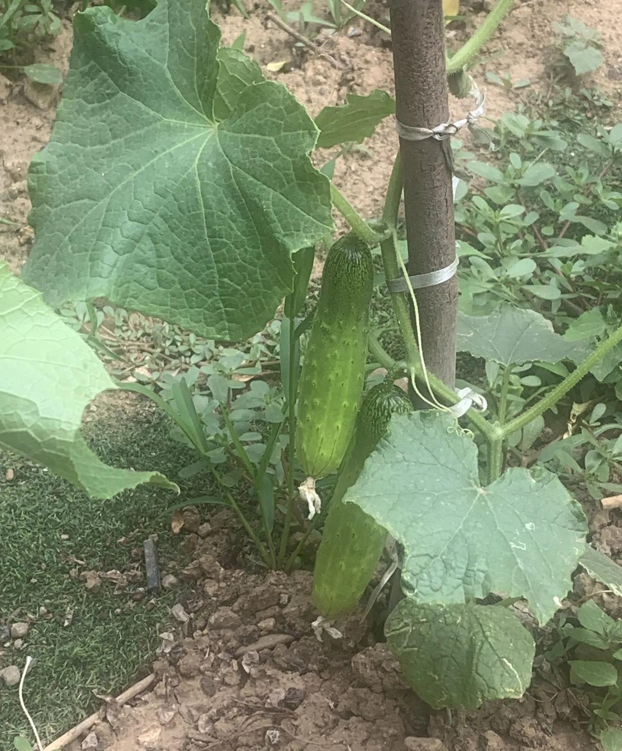 #晒晒小菜园种植绿色蔬菜#
  哇，邻居家的菜园子超有生活气息！种满了绿油油的青