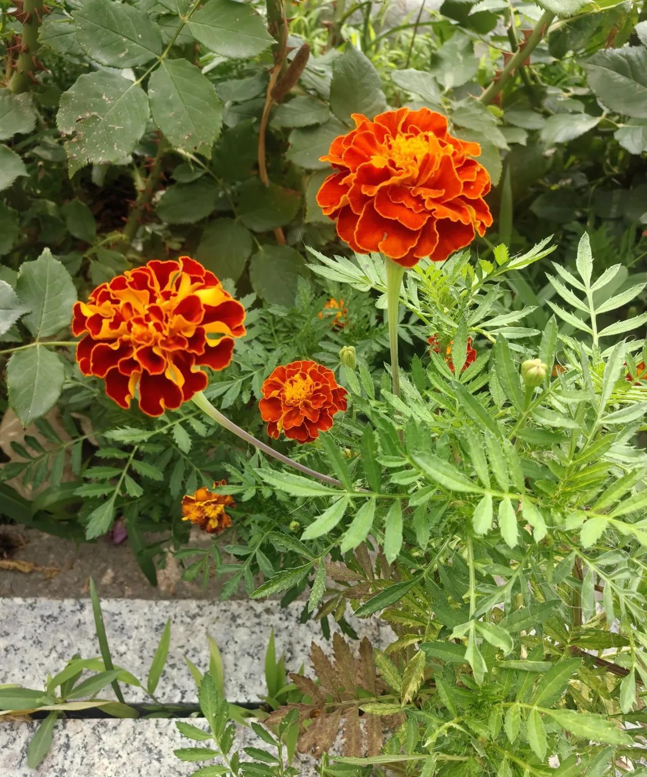 如果孩子的中考分数线，
正好在重点高中录取线上，
是上重点高中好还是上普通高中好