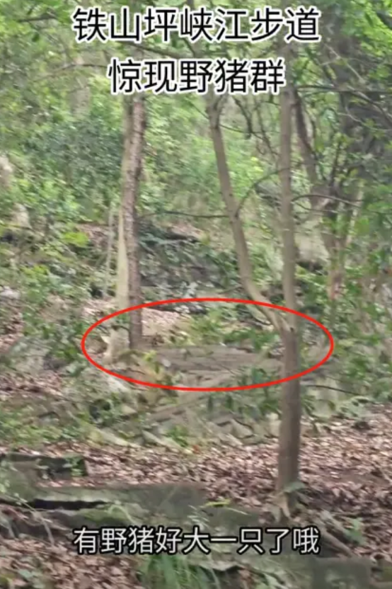 重庆一景区步道惊现野猪狂奔！游客：看到近10只小野猪，旁还跟着2只大野猪，当地回