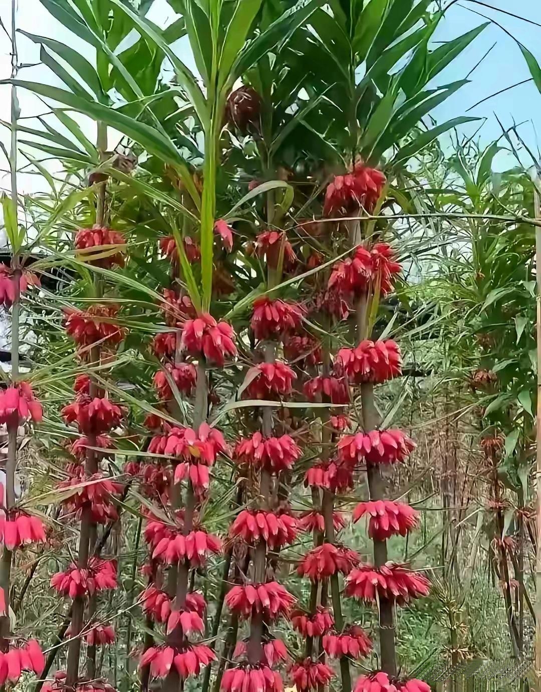 不懂就问，这是红色的香蕉吗，现在的科学家真牛，只见过黄颜色的香蕉，这又培育出红色