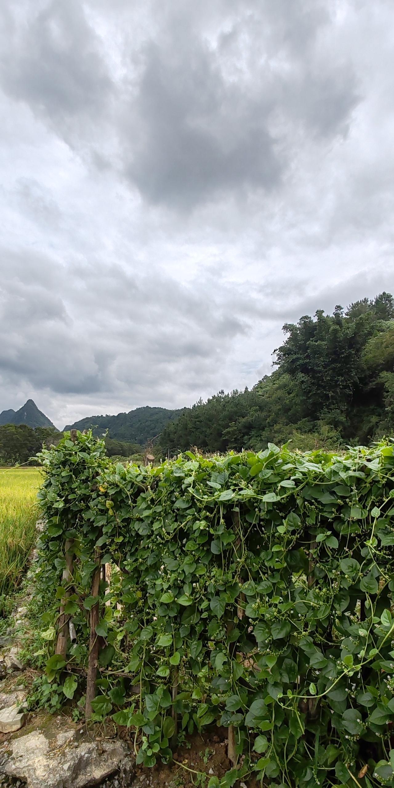 #晒一晒手机里的乡村美景#广西旅游时的乡村美景随手拍…