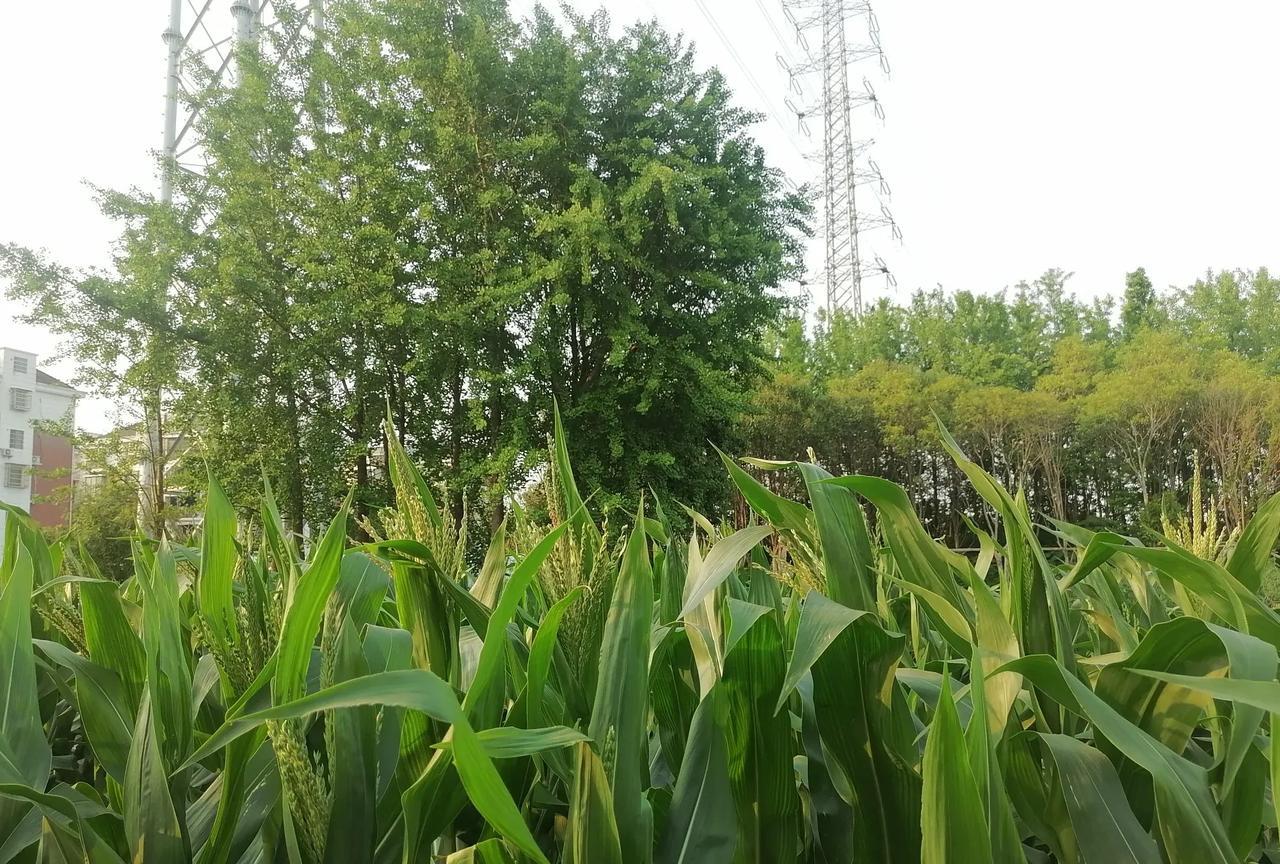 看看宁波乡下人家的菜园里种了什么，