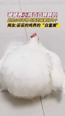 笑不活了！天津，姥姥在家没事养了只小鸡，愣是养成了“鸡中贵族”。这小鸡独享姥姥宠