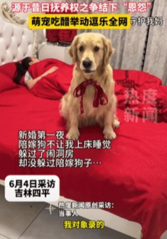 “万物皆有灵！”吉林四平，一夫妻新婚第一夜，新郎准备上床睡觉时，陪嫁狗却跑到床上
