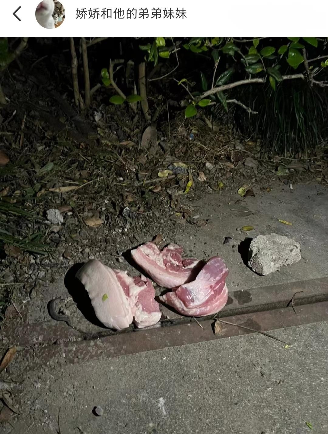 网友小区里的硬核喂猫大神！哈哈哈！