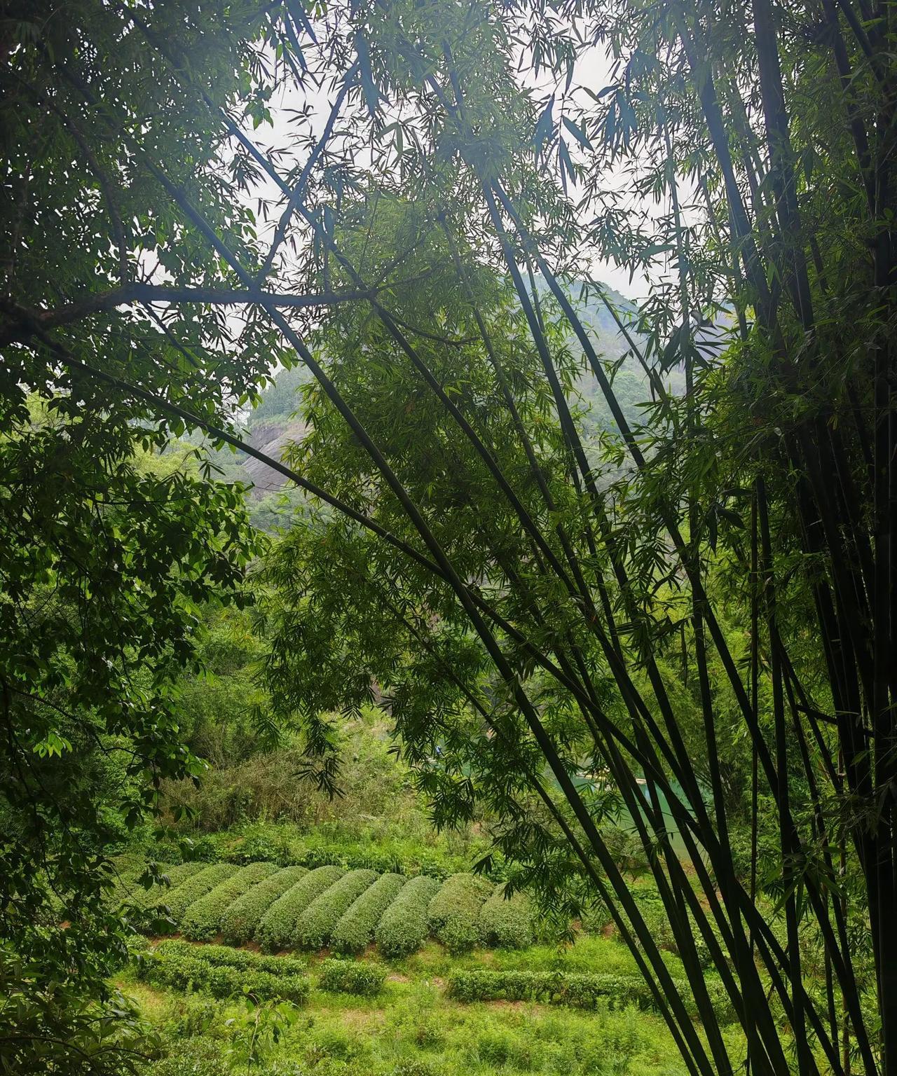 在单位里，
换了一把手后，
最近开始变天了。
前任领导，
把单位搞得乌烟瘴气，