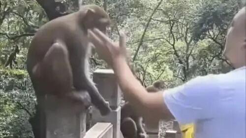 掌掴猕猴瞬间遭飞踹反杀，黔灵山游客手欠被踹倒地鼻部受伤流血：游客被警方口头警告并登记备案