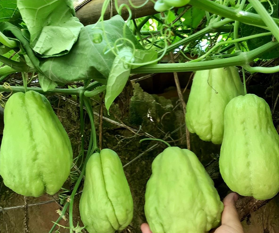一株能结上百个果，堪称“超生大户”，种一棵能吃20年！为什么现在却很少人种植？