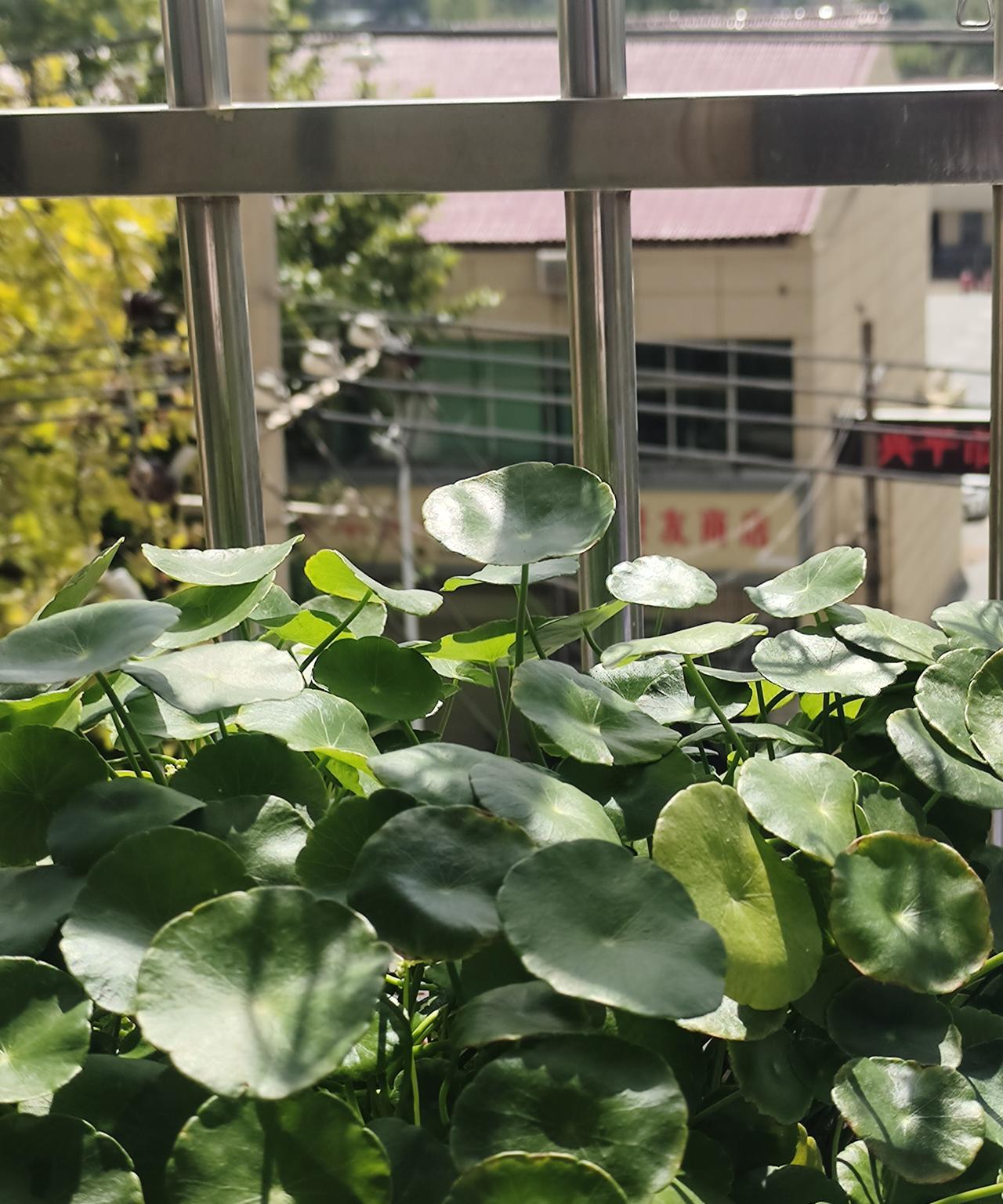 这几天我们这边的太阳竟然成了奢侈品！
今天周末，一大早太阳终于出来了！人的心情都
