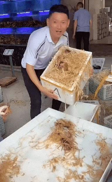 运送龙虾，为啥用木屑～～～～