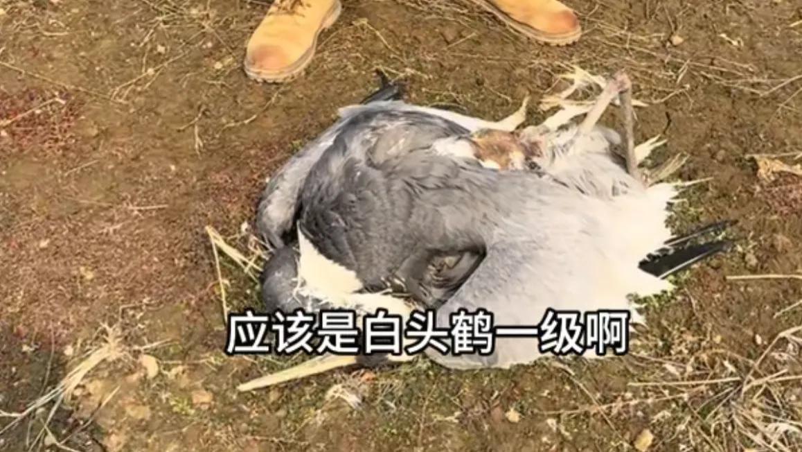 鄱阳湖又现毒鸟事件，国家一二级保护鸟类接连惨死！