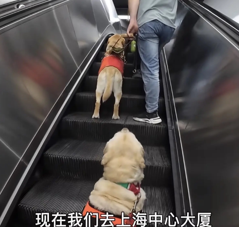偶然看到一段视频，浙江的一位盲人带着导盲犬一起，挤地铁去上海陆家嘴，他自称是“宠