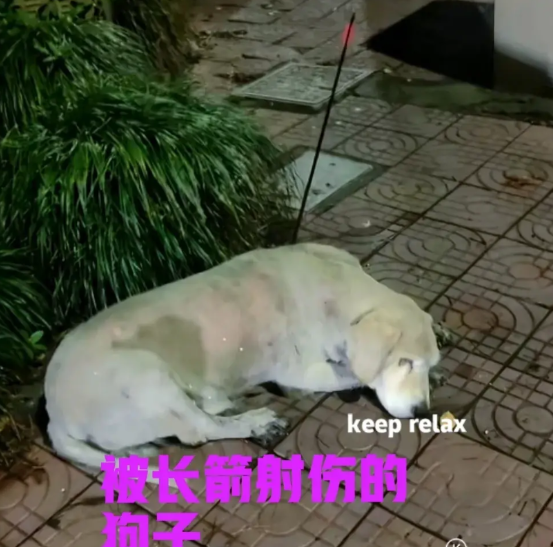 男子在晚上散步时，发现路边趴着一只狗子。令人触目惊心的是，狗子的背上竟然插着一支