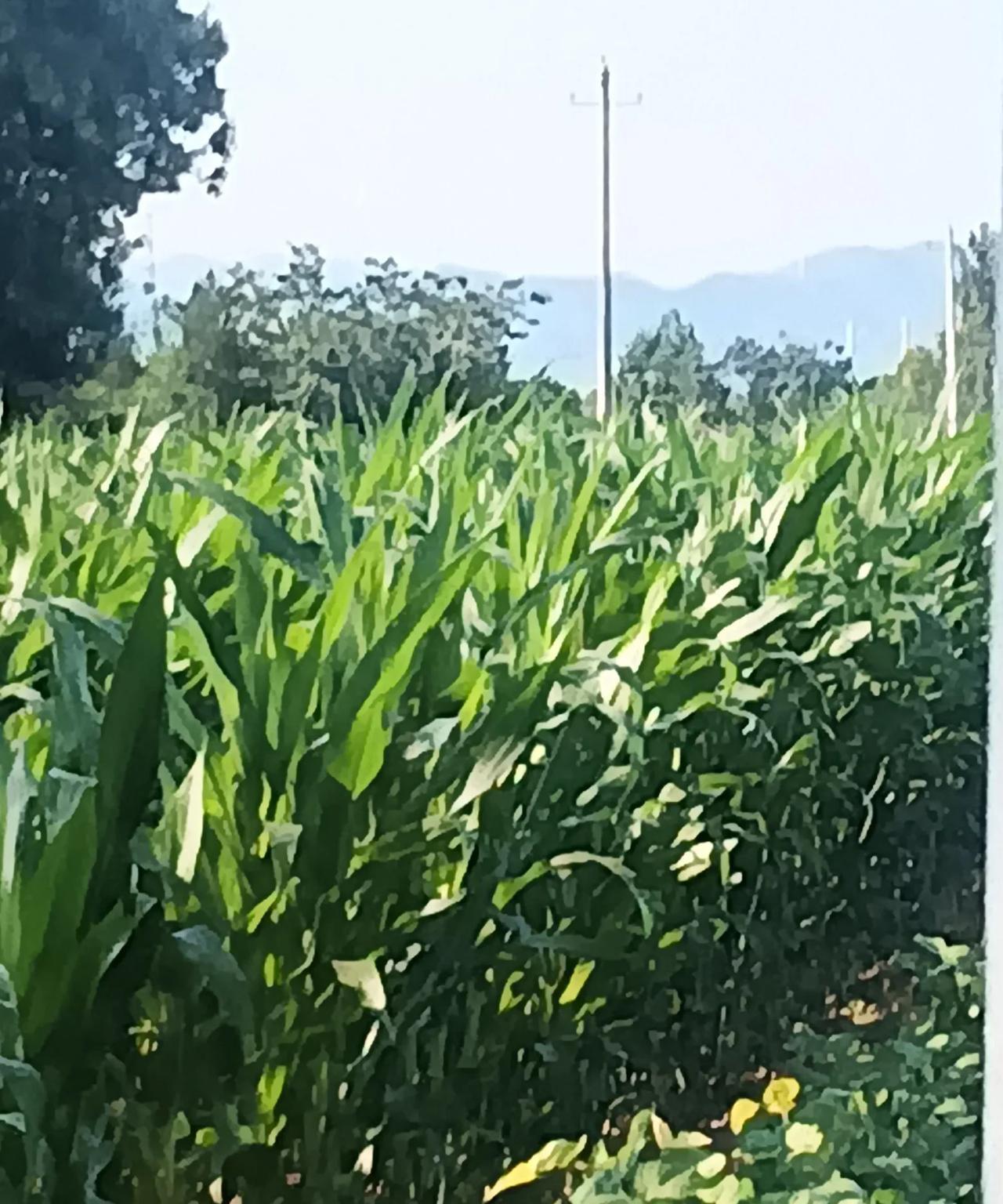 玉米地的夏日私语
老家的夏日，是被玉米地染上翠色的。
打我记事起，家门前那片玉米