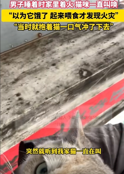 6月4日，广东，男子正在睡觉，猫咪却在旁边狂叫不止，男子不耐烦的拿来猫粮，却意外