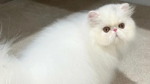 2025年排名前十的猫罐头品牌哪个好？ 首次曝光猫罐头最好的牌子！