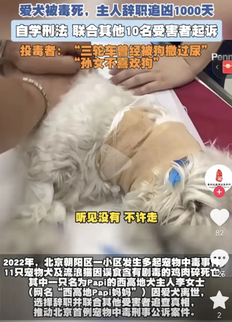 一条狗命很值钱吗？北京女子竟然为了一条狗辞职，追查凶手900天，你们会不会觉得这