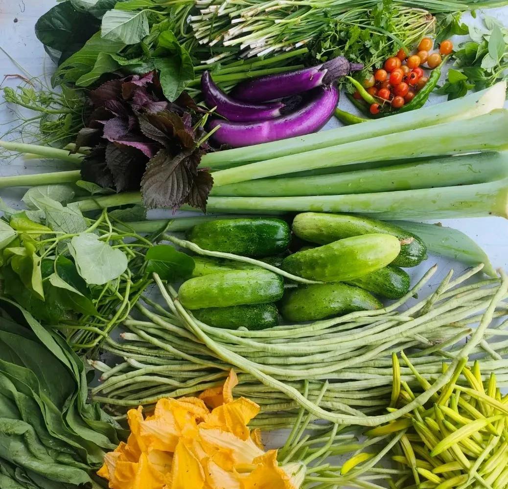 黄瓜、豆角、茄子、小西红柿、辣椒，还有空心菜、苦麻菜、南瓜花、韭菜、白芋苗，还有