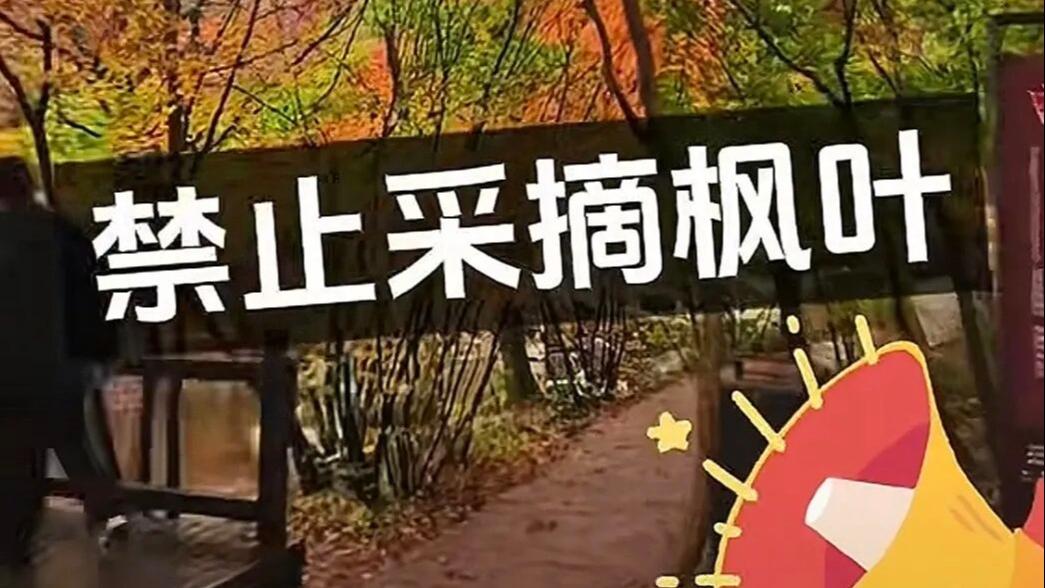辽宁本溪的老边沟景区：禁止采摘枫叶、手持枫叶，捡的也不行