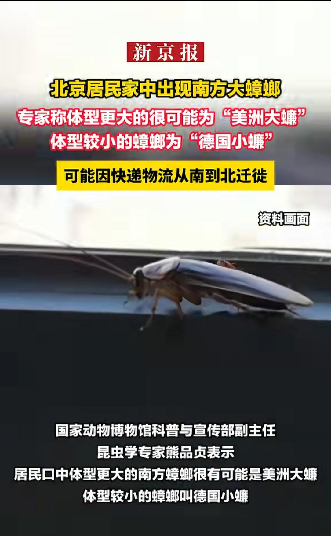 北方的网友不是一直好奇南方的蟑螂有多大么？没关系，你们很快拥有广东双马尾了。
物
