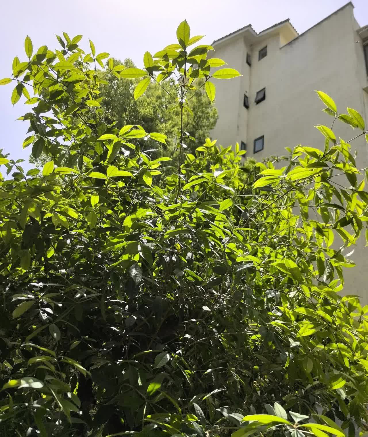 难道我待的地方是假成都吗？

此时此刻，外面阳光明媚，艳阳高照，碧空如洗。
