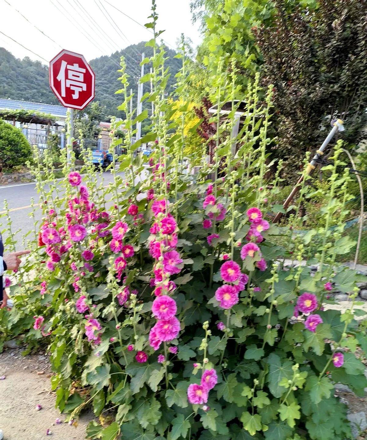 我是天津陈姐，我们在蓟县下营镇住了两宿。
每次吃完早饭晚饭都出去外套溜一会，农村