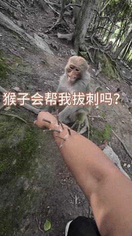 比猴子还皮！贵州一小伙子出去游玩，看到附近山上有猴子，小伙灵机一动，竟用胶布把十