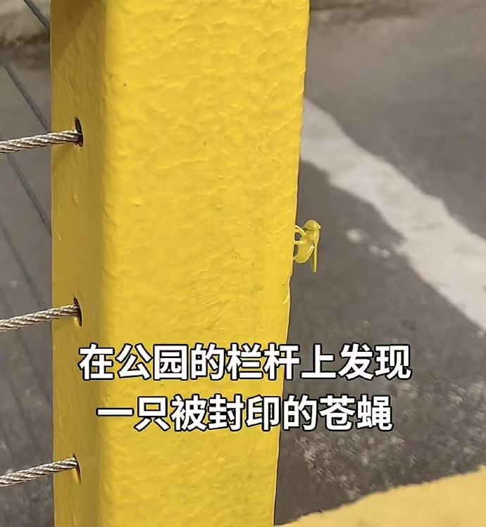 发现一只被封印的苍蝇