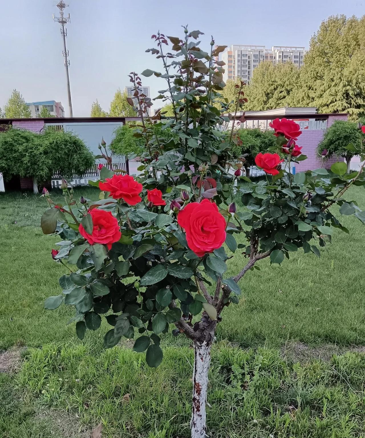 #谁有花草照片，可以晒下吗#
济南市高新区第一实验小学校园内拍到的美景，红花绿叶