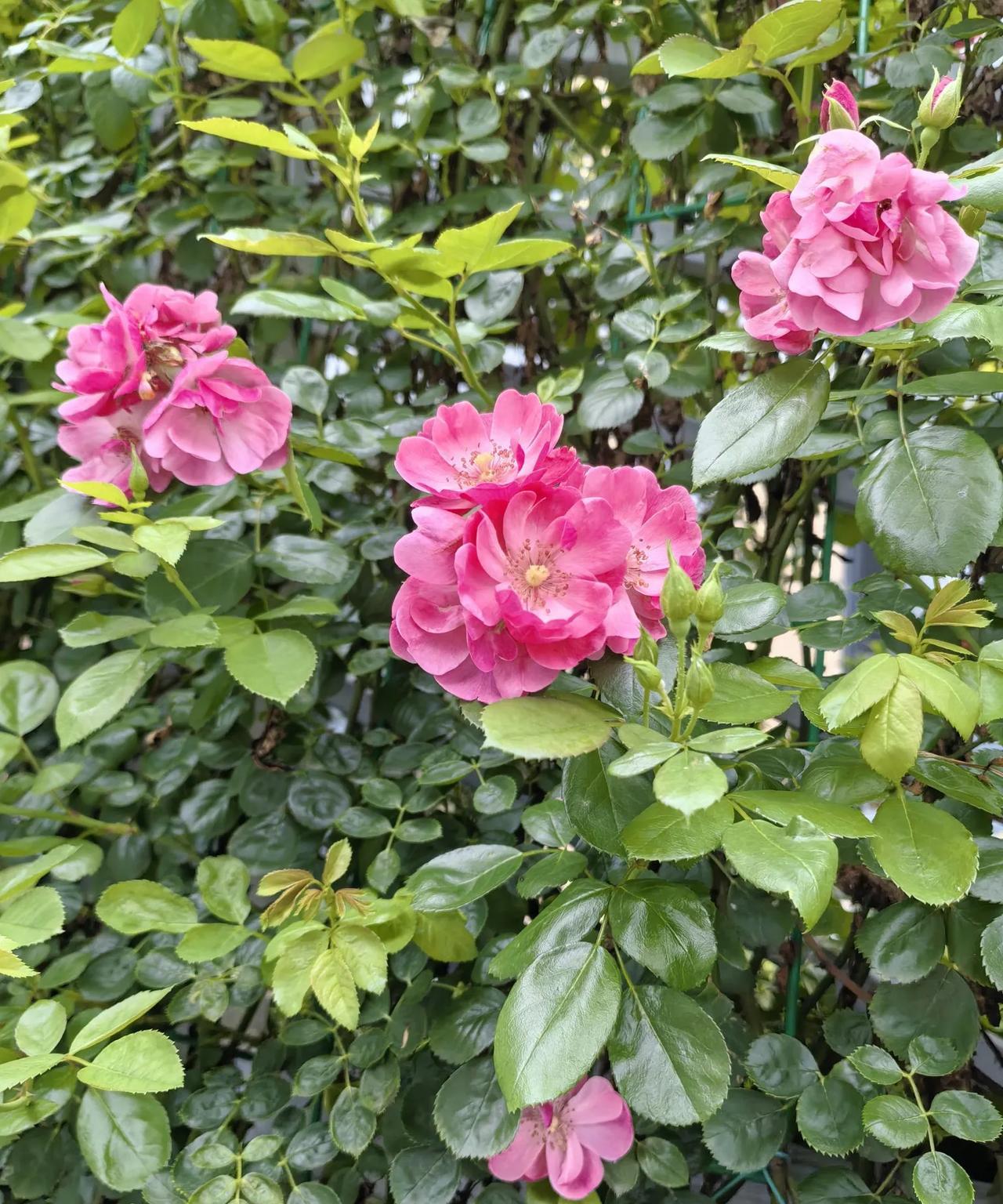 #夏日生活打卡季#