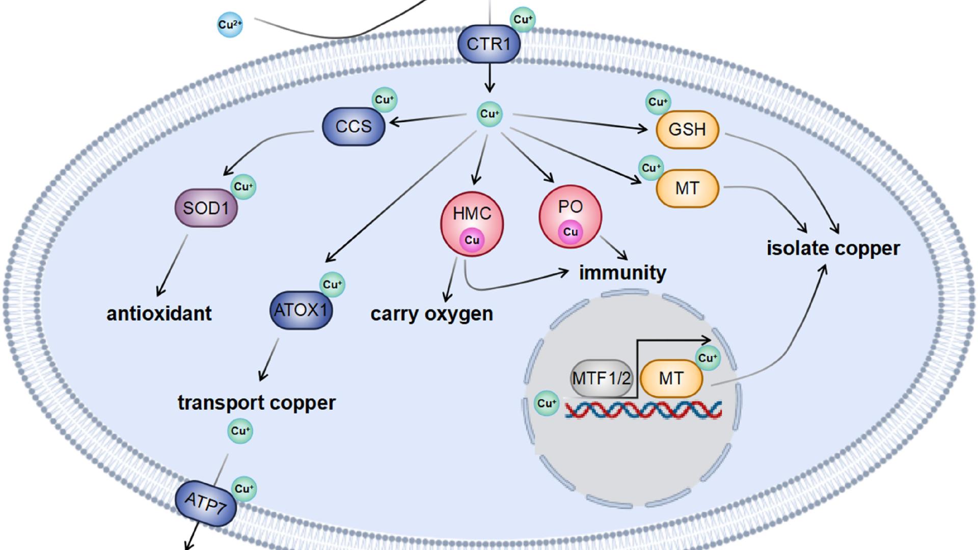 铜源技术革新：大闸蟹产量与免疫双提升的绿色密码