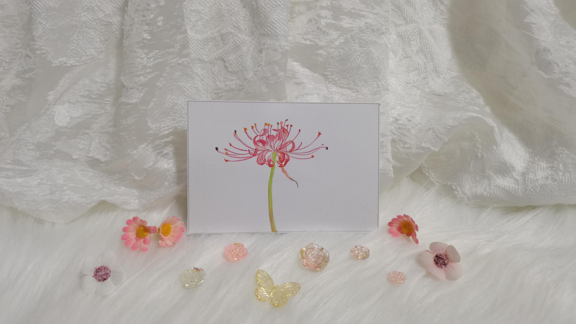 35 彼岸花（绘画 水彩 果花甘06）