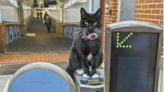 猫猫独自坐车去旅游
