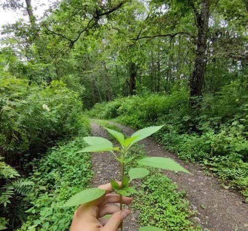 小花黄杨钿甜甜事情。
水越来越深，就连香港那边都看不下去了，当年汶川地震，香港