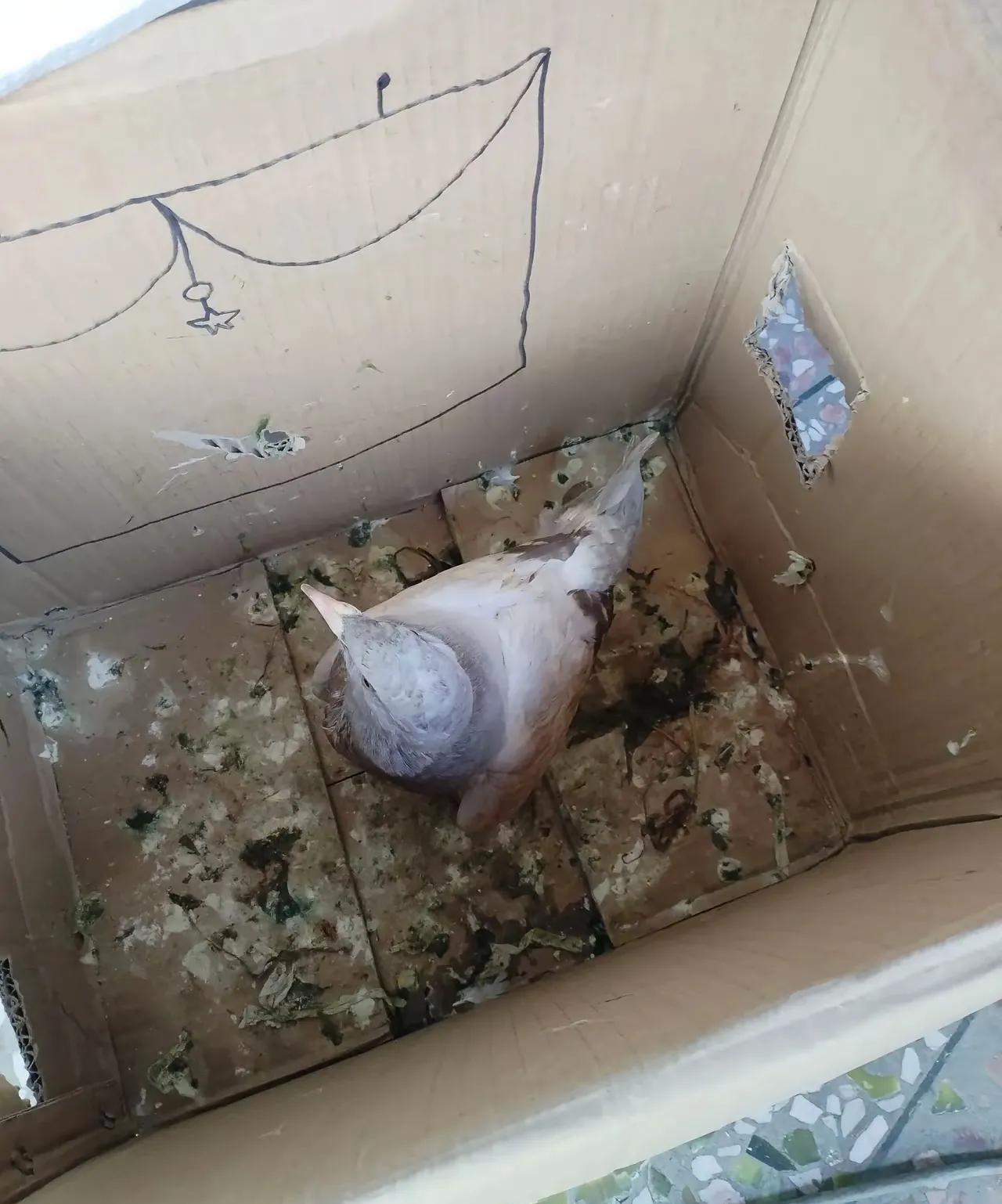 想养小动物，看着小动物萌萌可爱，然而，这小动物在家一天，纸壳箱里全是粪便，养小动