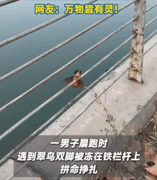 暖心！一男子晨跑时，发现翠鸟双脚被冻在栏杆上，随后，好心人用手轻轻握住，帮助小鸟