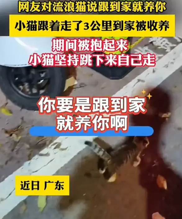 广东一名男子在路上偶遇一只流浪小猫，小猫似乎很喜欢男子，一直黏在他身边，于是男子